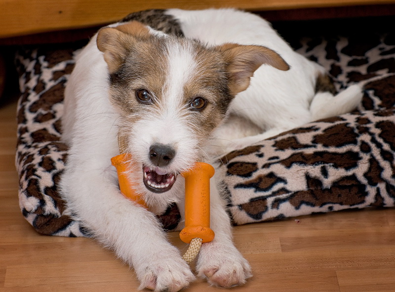 felix D35_3774 als Smart-Objekt-1 Kopie.jpg